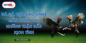 Đá Gà Cựa Dao Sin88 – Mãn Nhãn Với Những Trận Đấu Kịch Tính