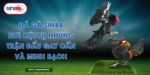 Đá gà Sin88 – Nơi Hội Tụ Những Trận Đấu Gay Cấn Và Minh Bạch