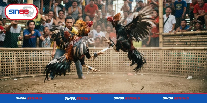 Tìm hiểu đá gà cựa dao Sin88