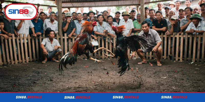 Tìm hiểu về đá gà cựa sắt Sin88